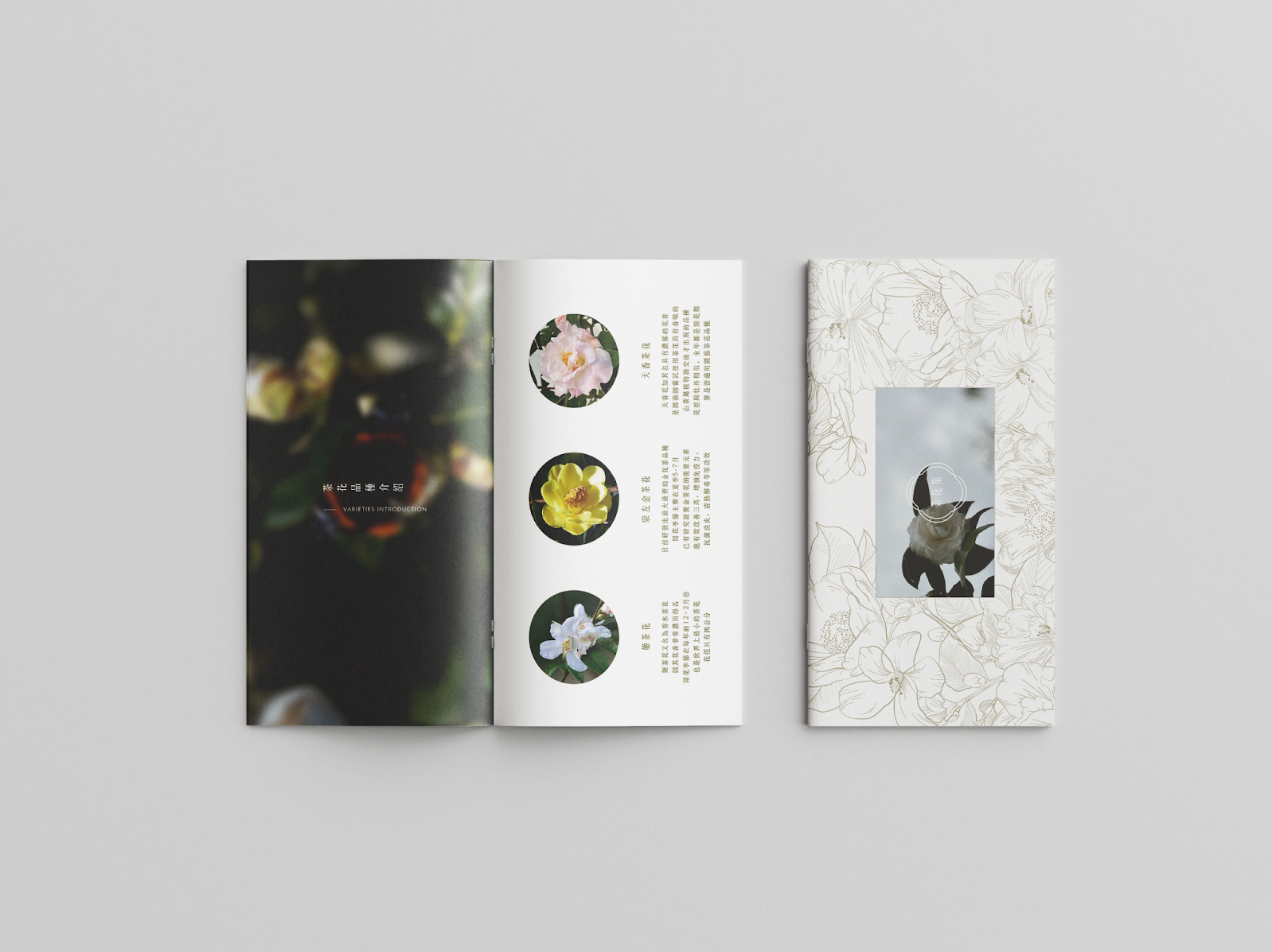 Featured image for “《椿曉》，以永續設計轉譯新竹茶花文化，讓短暫花期延續為長久日常”